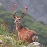 【ポケモンZA】奈良の応援ポケモンはゼルネアスで決定だなのサムネイル画像